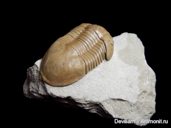 трилобиты, Illaenus, членистоногие, Illaenus oblongatus