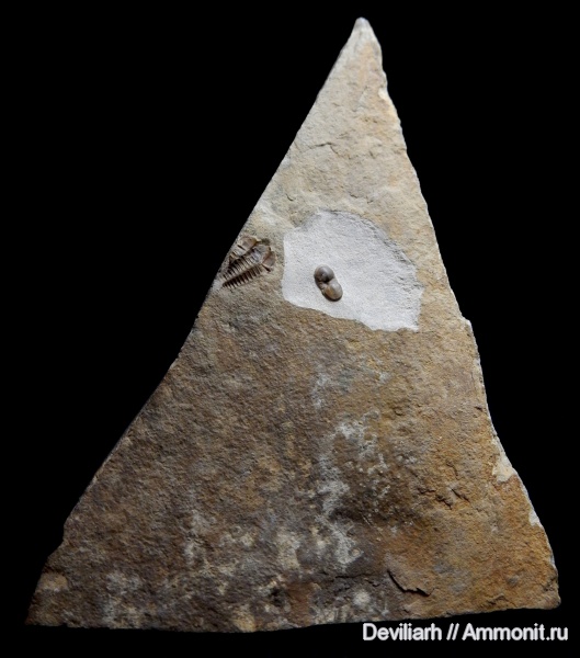 трилобиты, кембрий, Cambrian, Delgadella, Delgadella lenaica