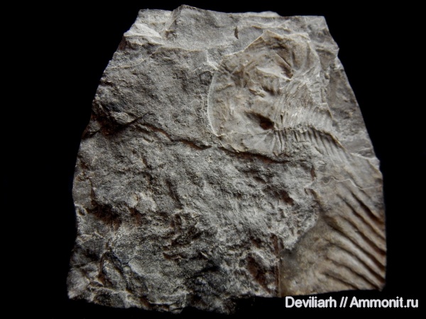 трилобиты, кембрий, Cambrian, Trilobitomorpha, Phitophilaspis, Phitophilaspis pergamena, Phytophilaspis, Phytophilaspis pergamena