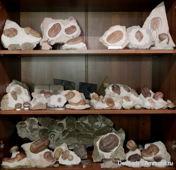 трилобиты, ордовик, Ordovician