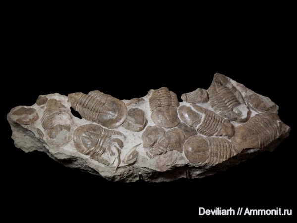 трилобиты, ордовик, членистоногие, Xenasaphus, Xenasaphus devexus, Ordovician