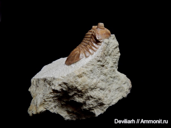 трилобиты, ордовик, Asaphus, Asaphus bottnicus, Ordovician