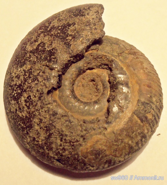 аммониты, Ammonites