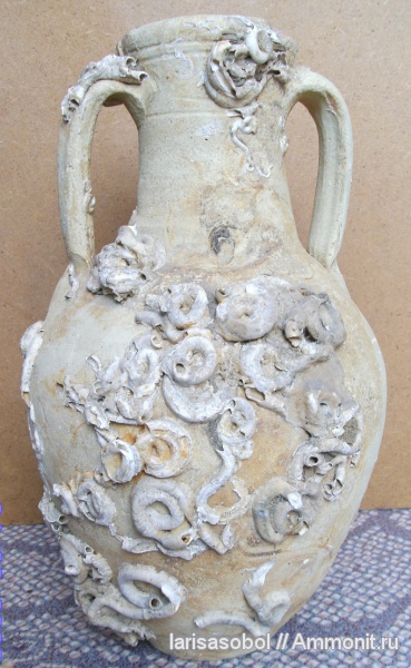 фрагменты флоры и фауны, сопровождающие археологические находки