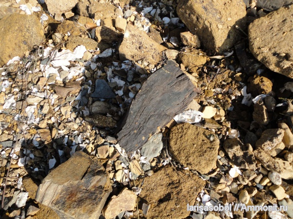 окаменевшее дерево, Приморский край