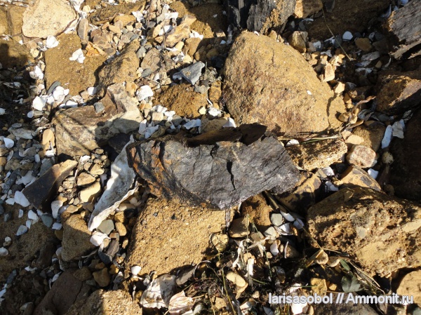 окаменевшее дерево, Приморский край