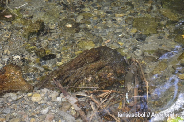 окаменевшее дерево, Приморский край