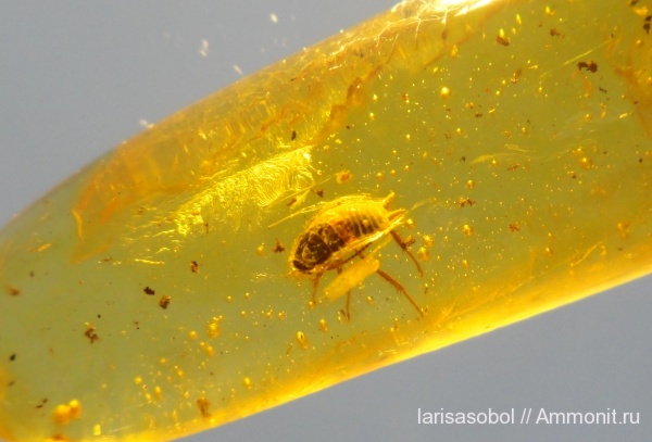 палеоген, Insecta, Arthropoda, Tracheata, Hexapoda, Ectognatha, Pterygota, Neoptera, частная коллекция