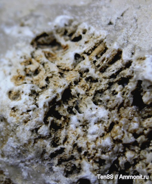 известняк, Адыгея, р. Белая