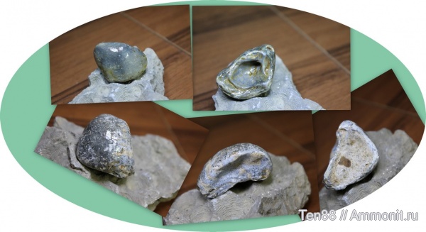 двустворки, х. Кизинка, р. Кизинча