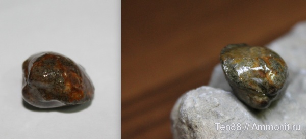 двустворки, р. Кизинча, Мостовский район