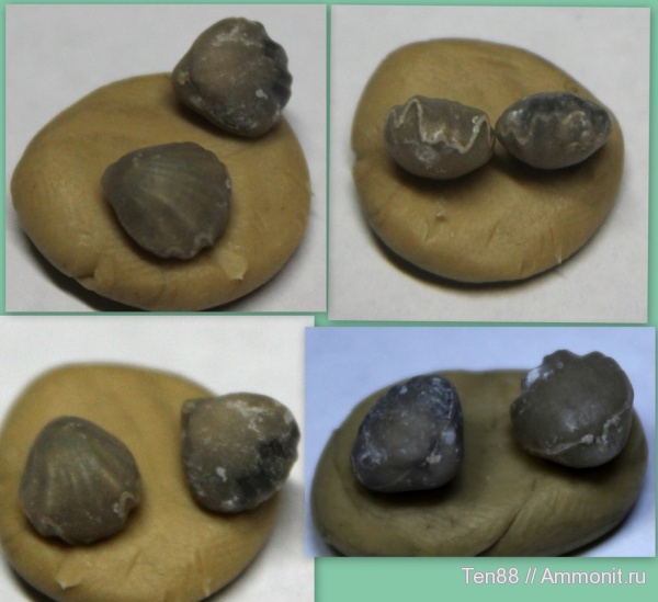 брахиоподы, х. Кизинка, Мостовский район