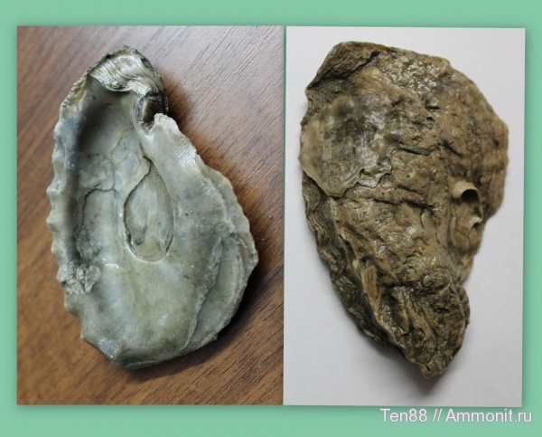 двустворки, р. Губс, Мостовский район