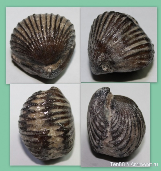 брахиоподы, Rhynchonellida, р. Губс, Мостовский район