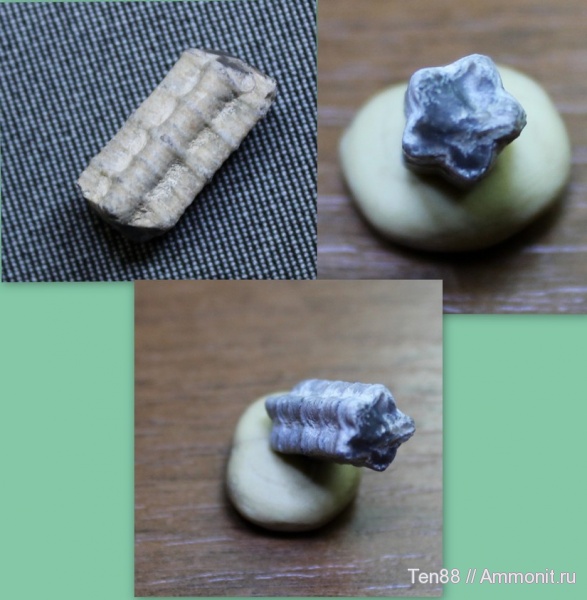 морские лилии, р. Губс, Мостовский район