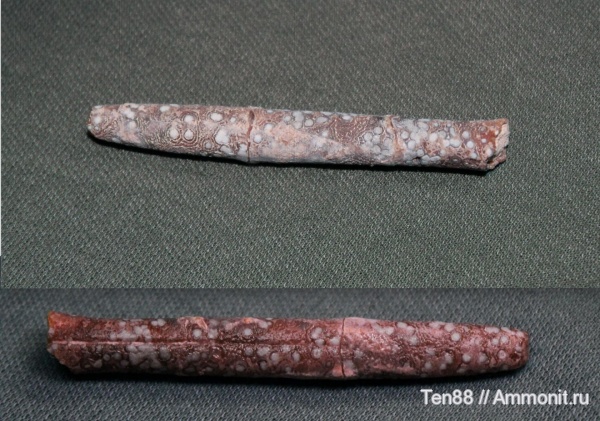 белемниты, р. Кизинка, Мостовский район, belemnites