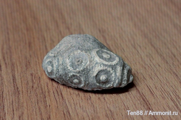 морские ежи, Краснодарский край, р. Кизинка, Мостовский район