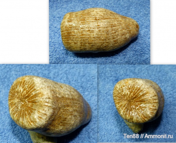 кораллы, Краснодарский край, Scleractinia, р. Курджипс