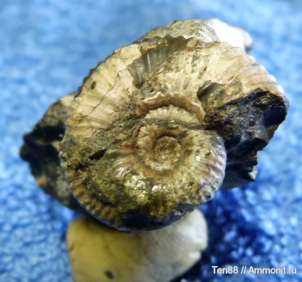 Краснодарский край, р. Курджипс