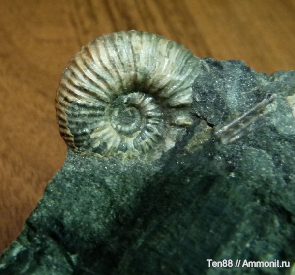 аммониты, Ammonites, Краснодарский край, р. Курджипс
