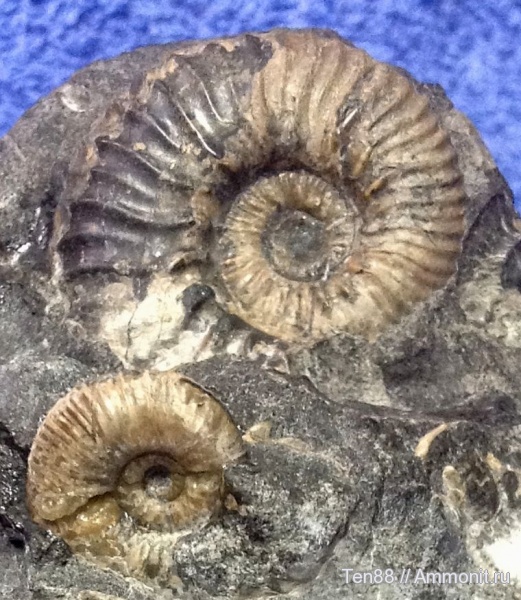 аммониты, Ammonites, Краснодарский край, р. Курджипс