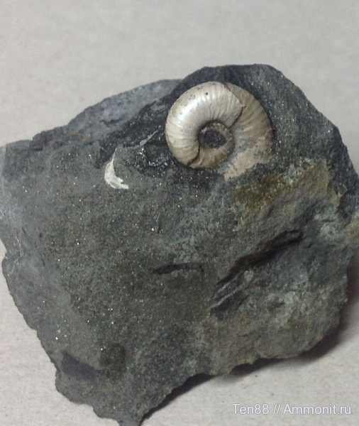 аммониты, Ammonites, Краснодарский край, р. Курджипс