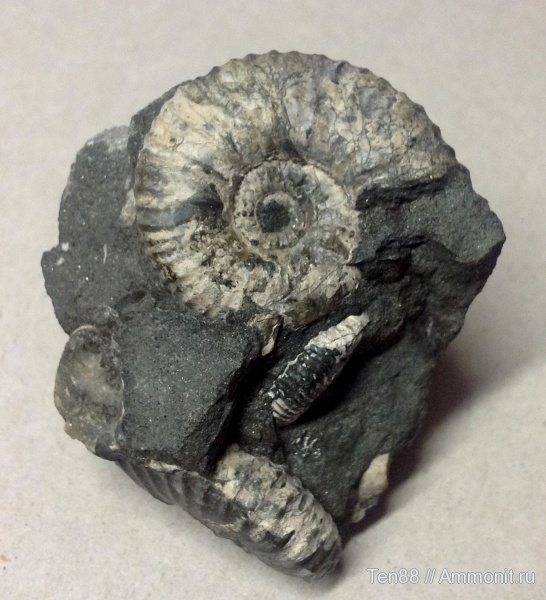 аммониты, Ammonites, Краснодарский край, р. Курджипс