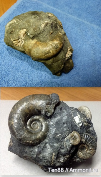 аммониты, Ammonites, Lytoceratina, Краснодарский край, р. Курджипс