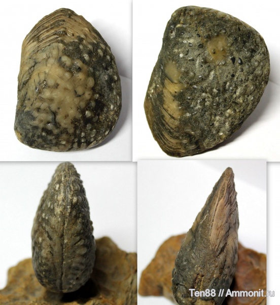 двустворчатые моллюски, р. Фарс