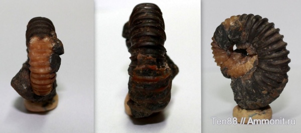 аммониты, Ammonites, р. Губс, Мостовский район