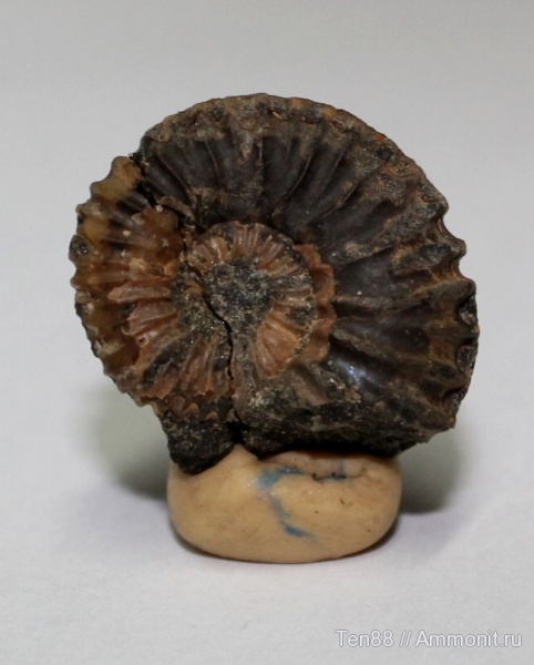 аммониты, Ammonites, р. Губс, Мостовский район