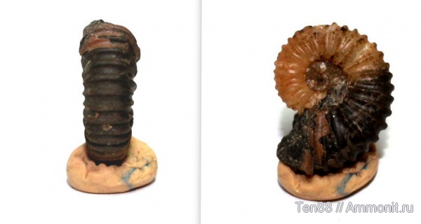 аммониты, Ammonites, р. Губс, Мостовский район