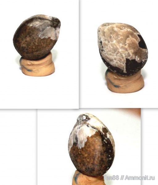 брахиоподы, Terebratulida, р. Губс, Мостовский район