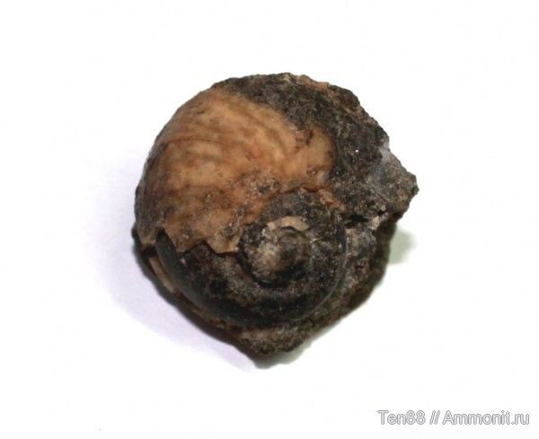 гастроподы, р. Губс, Мостовский район