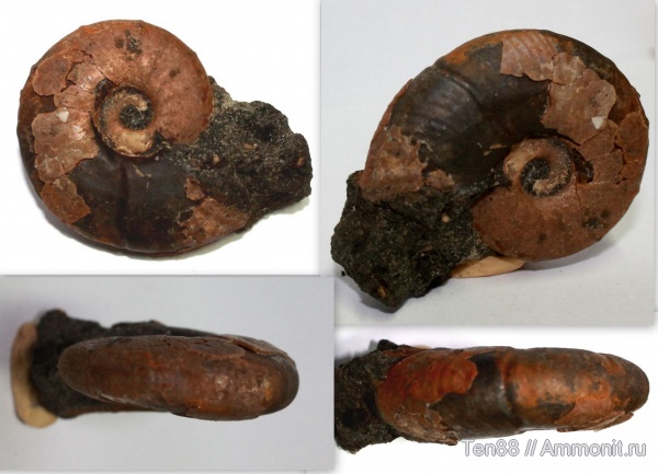 аммониты, Ammonites, р. Губс, Мостовский район