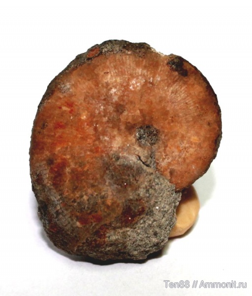 аммониты, Ammonites, р. Губс, Мостовский район