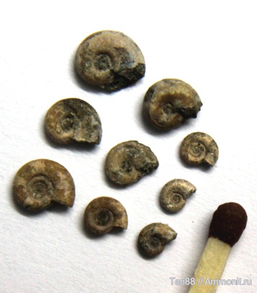 аммониты, Ammonites, р. Губс, Мостовский район