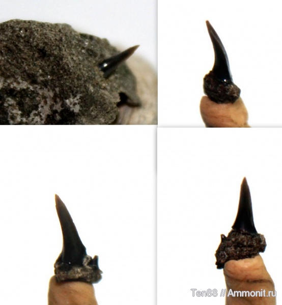 зубы акул, р. Губс, Мостовский район, shark teeth