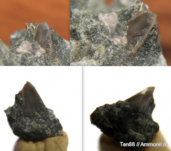 зубы акул, р. Губс, Мостовский район, shark teeth