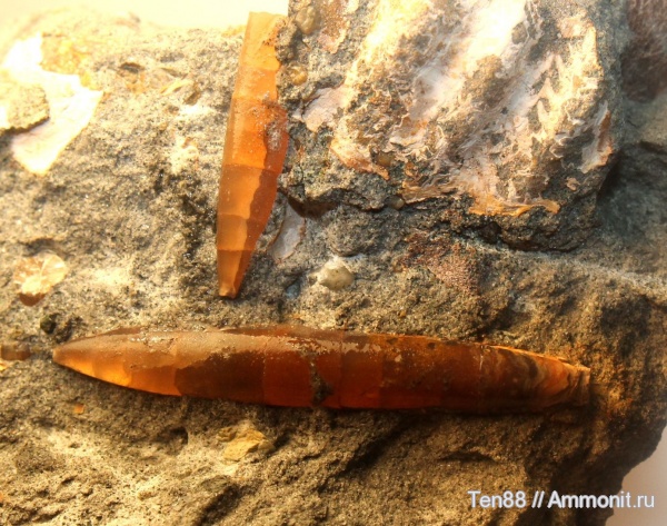 белемниты, р. Губс, Мостовский район, belemnites