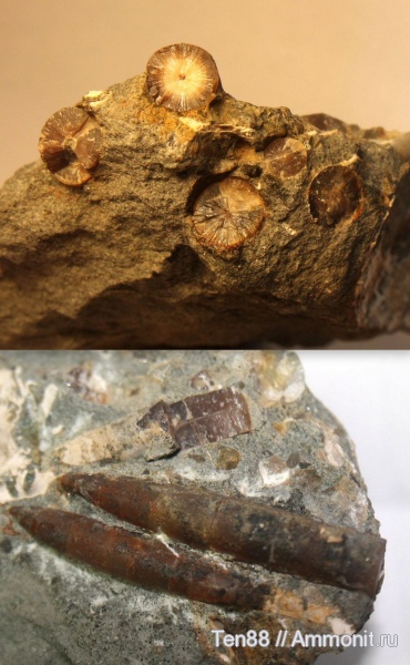 белемниты, р. Губс, Мостовский район, belemnites