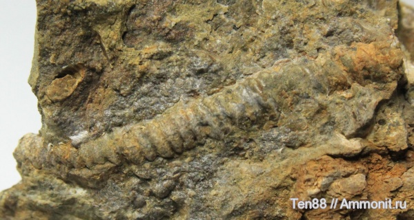 гетероморфные аммониты, р. Губс, Мостовский район, heteromorph ammonites