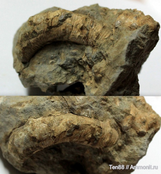 гетероморфные аммониты, р. Губс, Мостовский район, heteromorph ammonites