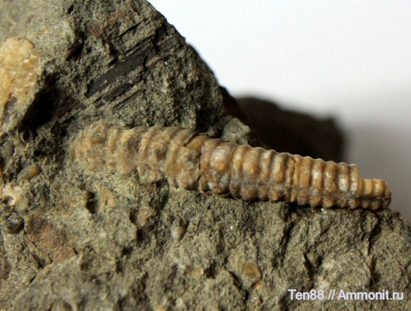 гетероморфные аммониты, р. Губс, Мостовский район, heteromorph ammonites