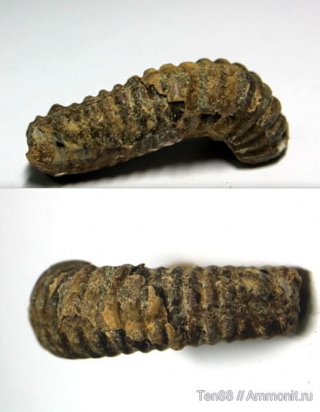 гетероморфные аммониты, р. Губс, Мостовский район, heteromorph ammonites