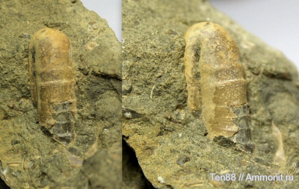 гетероморфные аммониты, р. Губс, Мостовский район, heteromorph ammonites