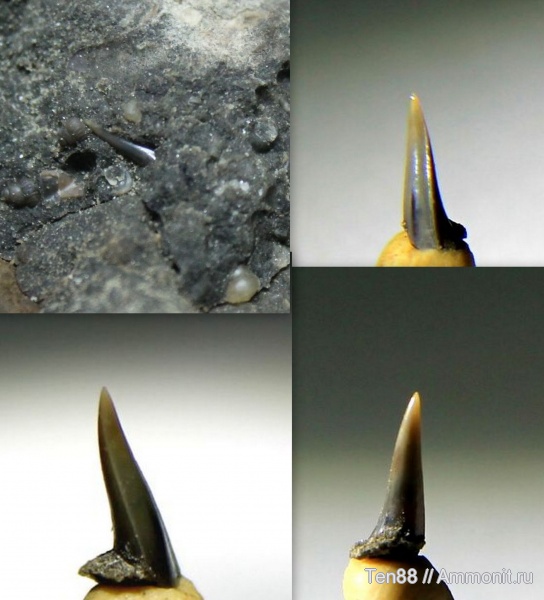 мел, мезозой, зубы акул, р. Губс, Мостовский район, Cretaceous, shark teeth