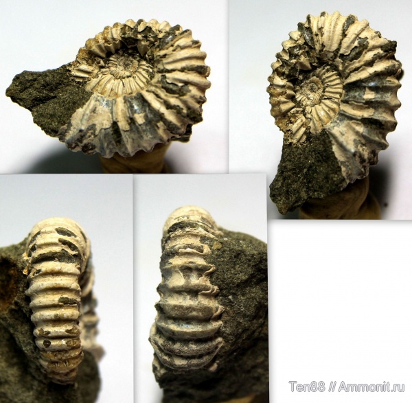 аммониты, Ammonites, р. Губс, Мостовский район