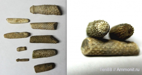 морские ежи, иглокожие, р. Губс, Мостовский район