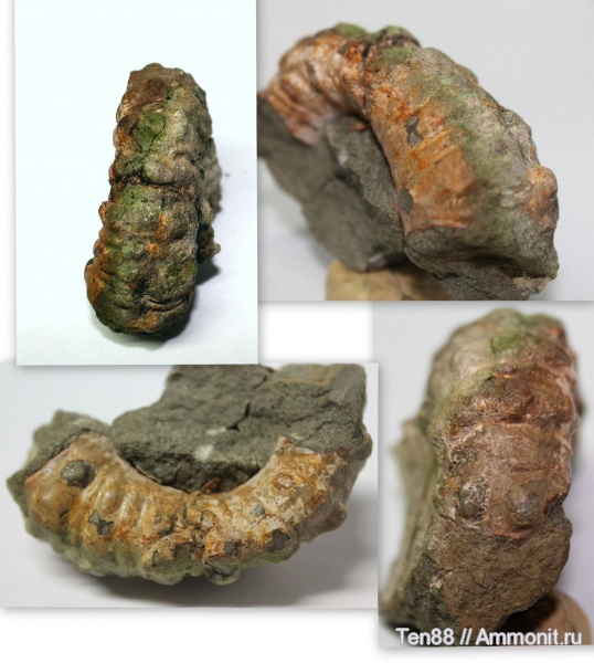 гетероморфные аммониты, р. Губс, Мостовский район, heteromorph ammonites